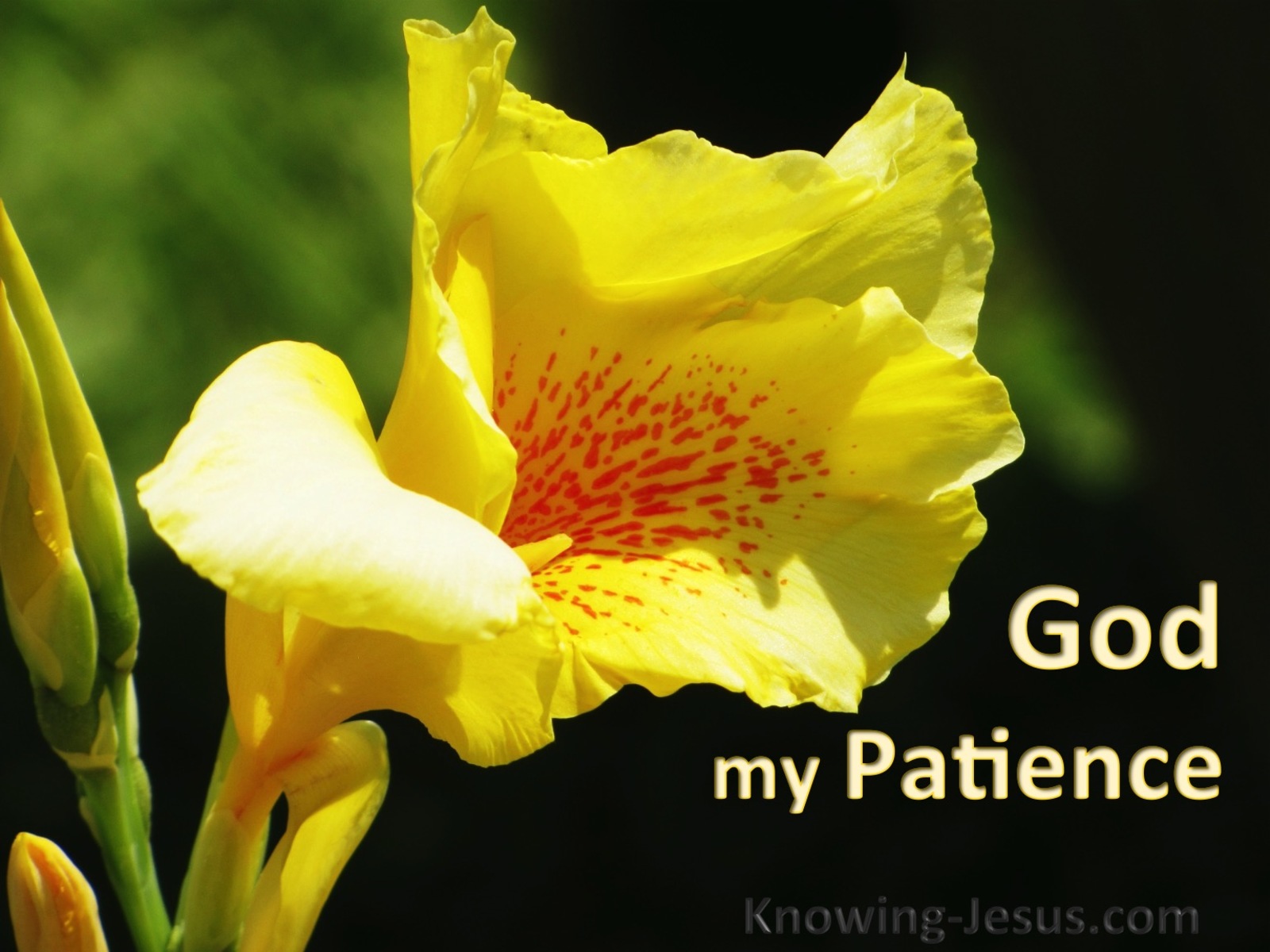 God, My Patience (devotional)yellow
